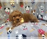 Small #1 Cavapoo