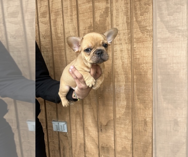 Medium Photo #8 French Bulldog Puppy For Sale in APPLE VALLEY, CA, USA