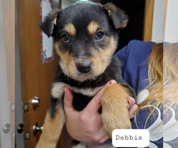 Medium Photo #6 Mutt Puppy For Sale in Fargo, ND, USA