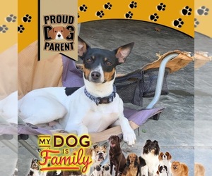 Father of the Rat Terrier puppies born on 07/18/2023
