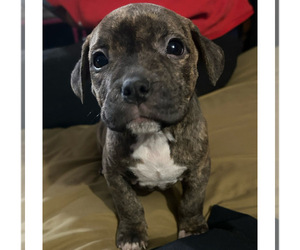 American Bulldog-American Bully Mix Puppy for sale in LANSFORD, PA, USA