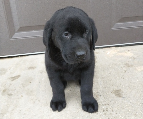 Medium Photo #1 Labrador Retriever Puppy For Sale in SOUTH WAYNE, WI, USA