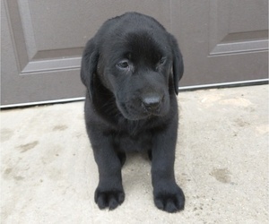 Labrador Retriever Puppy for sale in SOUTH WAYNE, WI, USA