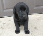 Small Photo #1 Labrador Retriever Puppy For Sale in SOUTH WAYNE, WI, USA