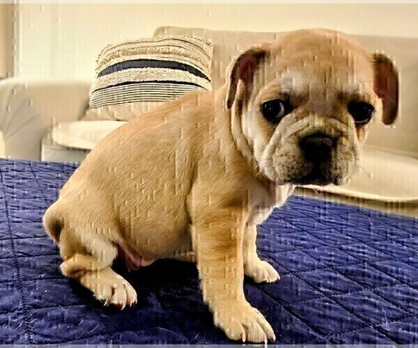 Medium Photo #42 French Bulldog Puppy For Sale in CHINO HILLS, CA, USA