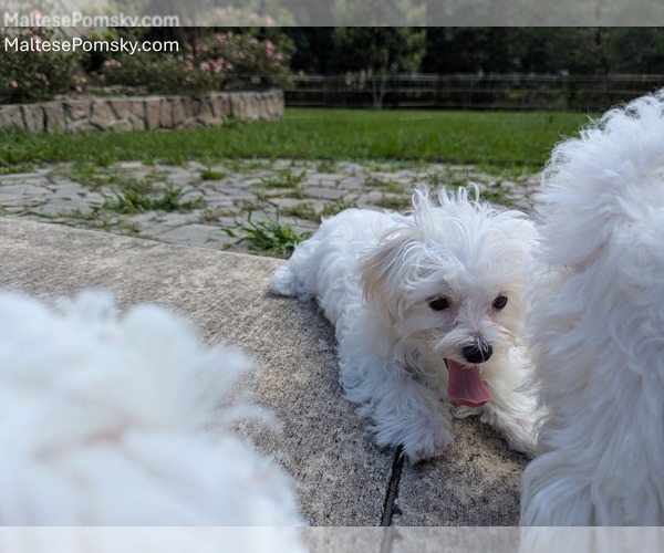 Medium Photo #12 Maltese Puppy For Sale in OCALA, FL, USA
