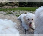 Small #11 Maltese