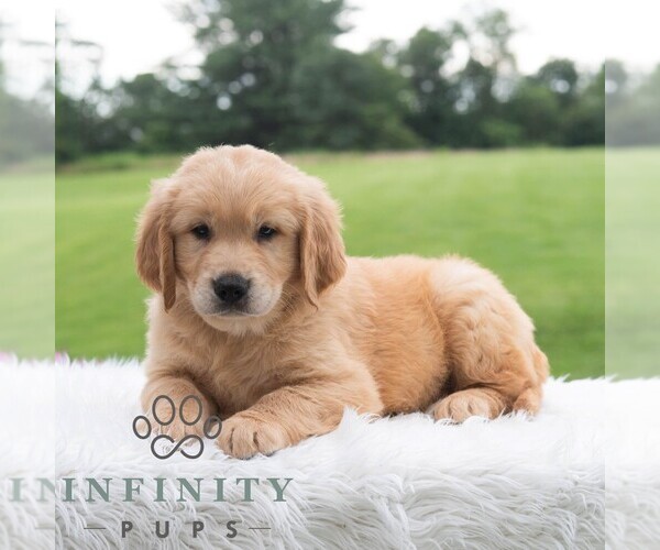 Medium Photo #6 Golden Retriever Puppy For Sale in NEWPORT, PA, USA