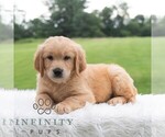 Small #5 Golden Retriever