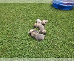 Small #1 French Bulldog