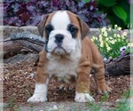Small Photo #6 English Bulldog Puppy For Sale in NAPPANEE, IN, USA
