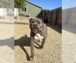 Small #3 American Pit Bull Terrier Mix