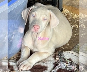 Doberman Pinscher Puppy for sale in RICHMOND, VA, USA