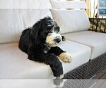 Small Photo #12 Sheepadoodle Puppy For Sale in STANLEY, VA, USA