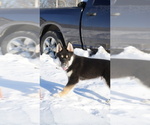 Small Photo #12 Siberian Husky Puppy For Sale in FORT PLAIN, NY, USA