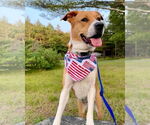 Small #15 American Pit Bull Terrier Mix