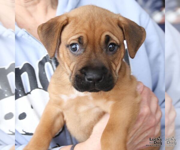 Medium Photo #4 Labrador Retriever-Unknown Mix Puppy For Sale in Washington, DC, USA