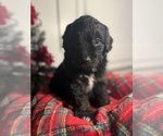 Small #3 Aussiedoodle Miniature 