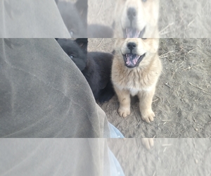 Chow Chow-Siberian Husky Mix Puppy for sale in CHIPPEWA FALLS, WI, USA
