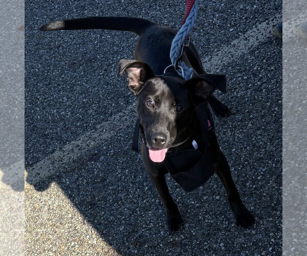 Medium Photo #4 Mutt Puppy For Sale in Rootstown, OH, USA