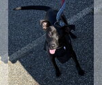 Small #3 Mutt