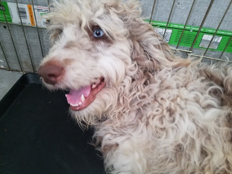 Medium Photo #1 Australian Labradoodle Puppy For Sale in CELINA, TX, USA