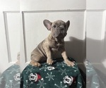 Puppy Puppy 5 French Bulldog