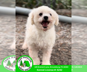 Bichon Frise Dogs for adoption in Stroudsburg, PA, USA