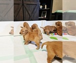 Small #5 Golden Retriever