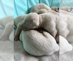Small #1 Labrador Retriever