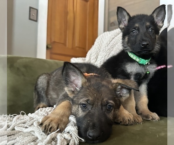 Medium Photo #5 German Shepherd Dog Puppy For Sale in PERKINSVILLE, VT, USA
