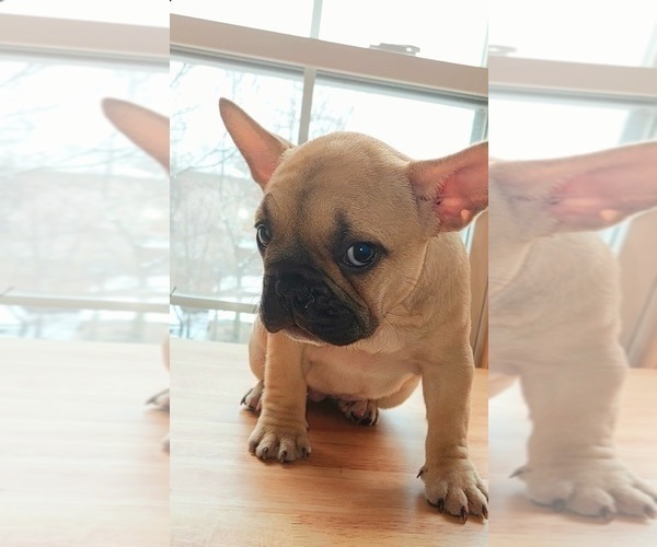 Medium Photo #18 French Bulldog Puppy For Sale in MANHATTAN, NY, USA