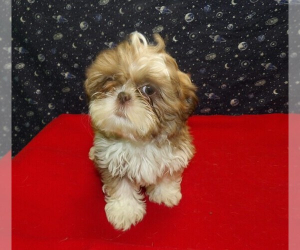 Medium Photo #2 Shih Tzu Puppy For Sale in PATERSON, NJ, USA