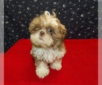 Small Photo #8 Shih Tzu Puppy For Sale in PATERSON, NJ, USA