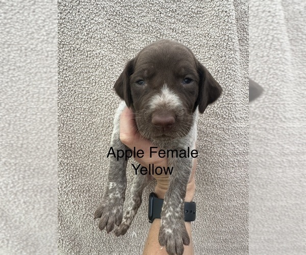 Medium Photo #2 German Shorthaired Pointer Puppy For Sale in GREENVILLE, SC, USA