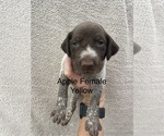 Small #1 German Shorthaired Pointer