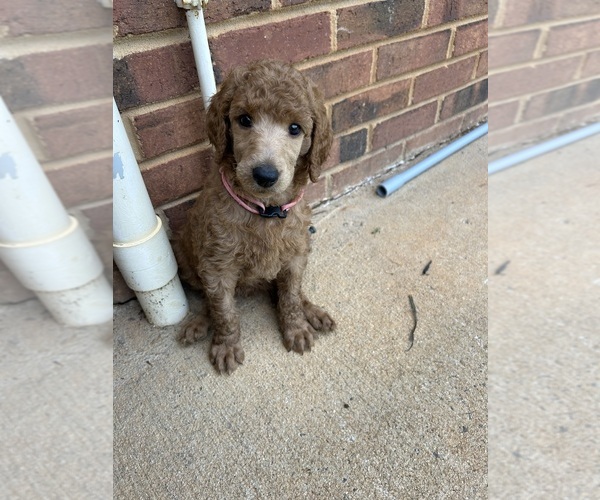 Medium Photo #6 Poodle (Standard) Puppy For Sale in ROCK HILL, SC, USA