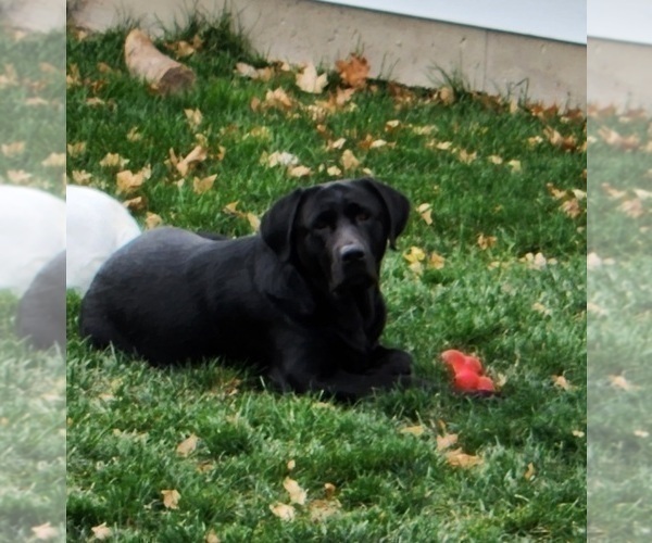 Medium Photo #1 Labrador Retriever Puppy For Sale in PONTIAC, IL, USA
