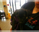 Small Labrador Retriever Mix