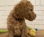 Small Photo #5 Poodle (Standard) Puppy For Sale in NORTHPORT, AL, USA
