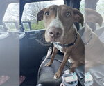 Small #14 Weimaraner Mix