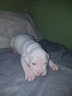 Small Photo #8 American Pit Bull Terrier Puppy For Sale in GRIFFIN, GA, USA
