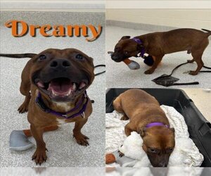 American Pit Bull Terrier Dogs for adoption in Saginaw, MI, USA