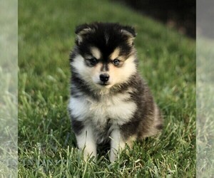 Pomsky Puppy for sale in PARKESBURG, PA, USA