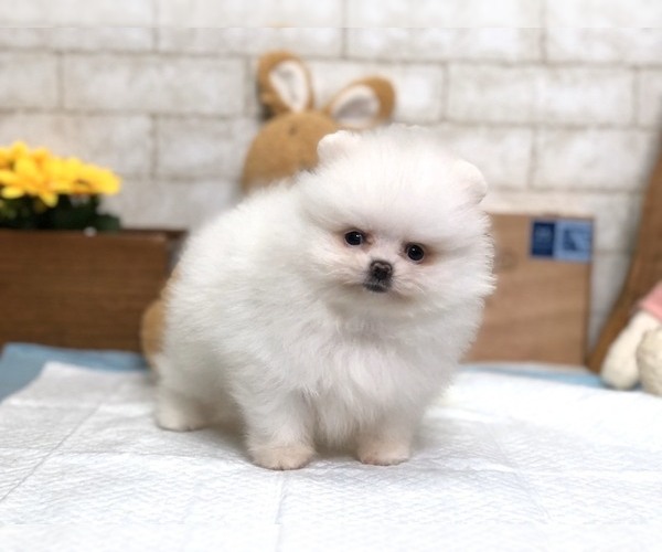 Medium Photo #2 Pomeranian Puppy For Sale in LOS ANGELES, CA, USA