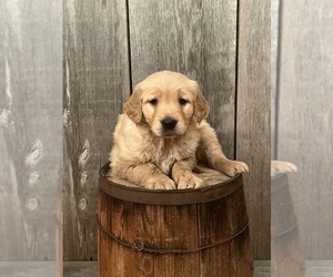Golden Retriever Puppy for sale in PEEBLES, OH, USA