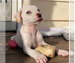 Small #8 Mutt