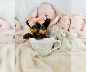 Yorkshire Terrier Puppy for sale in MIAMI BEACH, FL, USA
