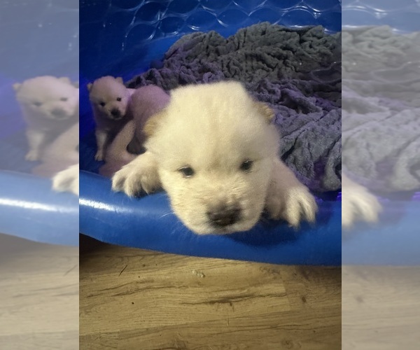 Medium Photo #2 Chow Chow Puppy For Sale in FONTANA, CA, USA