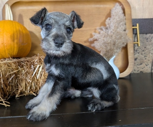 Medium Photo #5 Schnauzer (Miniature) Puppy For Sale in GOSHEN, IN, USA